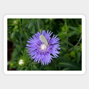 Stokes Aster With White Butterfly Sticker